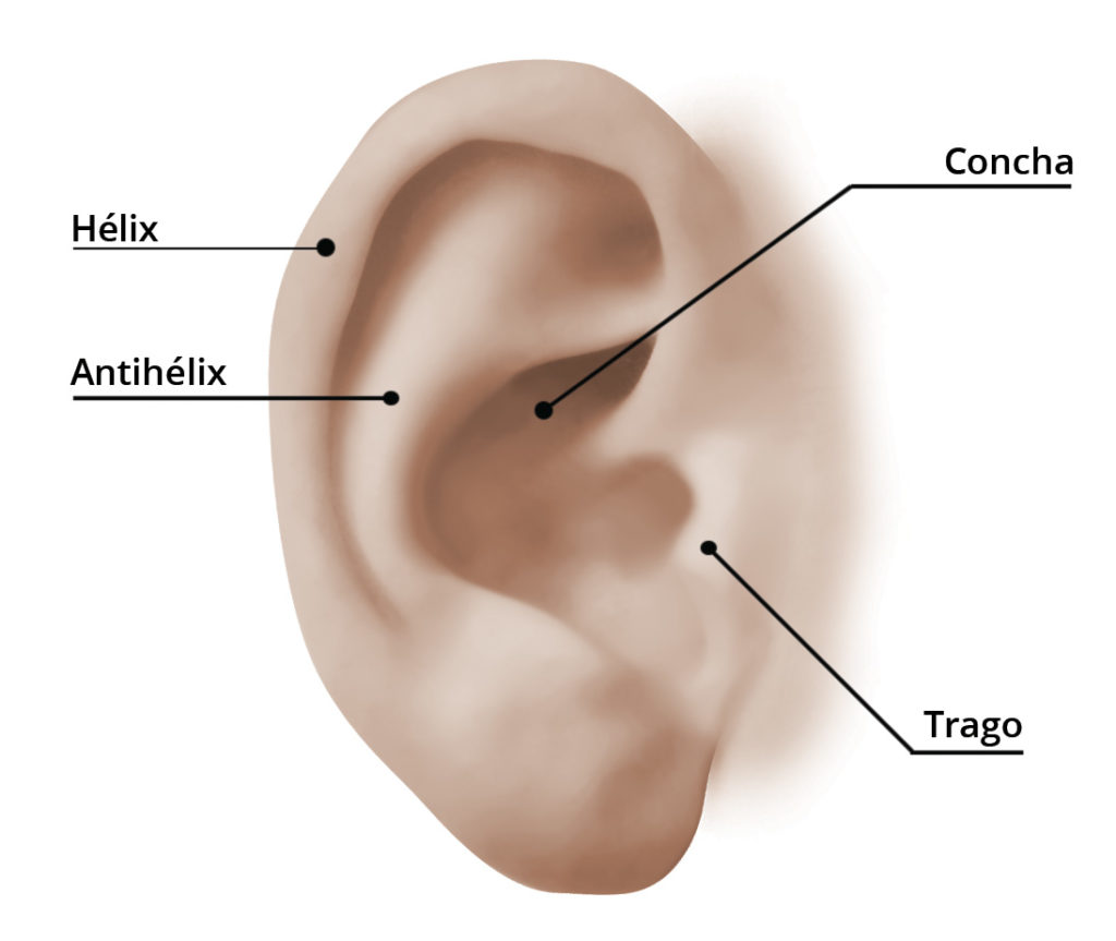 Partes de la Oreja Otoplastia